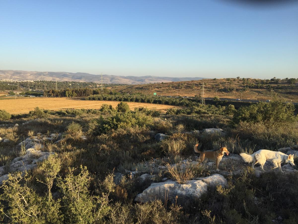 Peace Tent Villa Kfar Rut Exterior photo